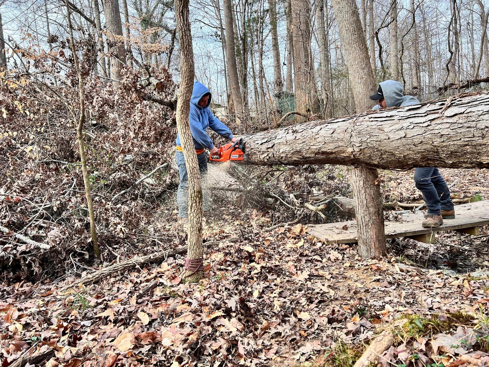 Tree Trimming Service