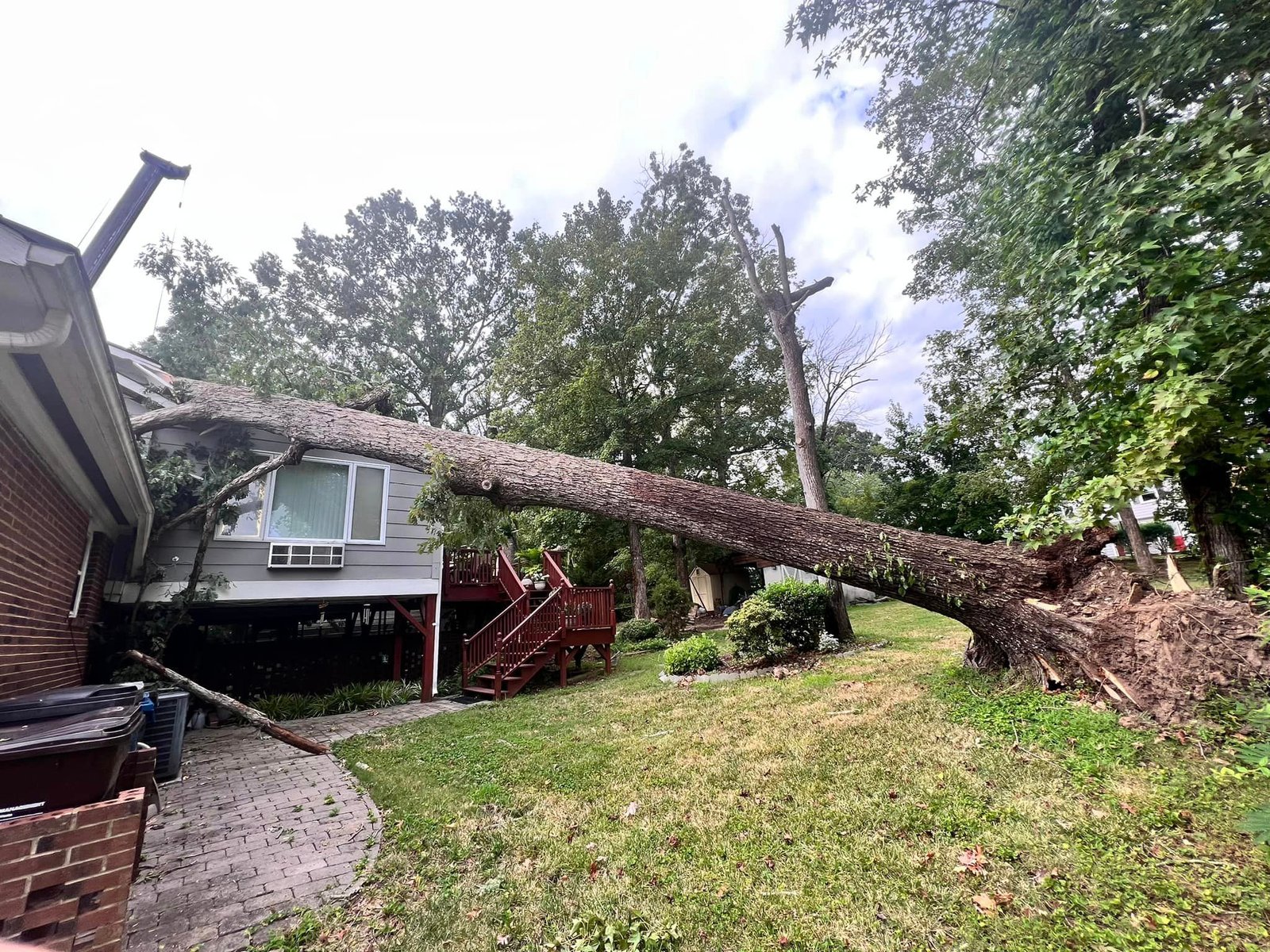 Tree Removal